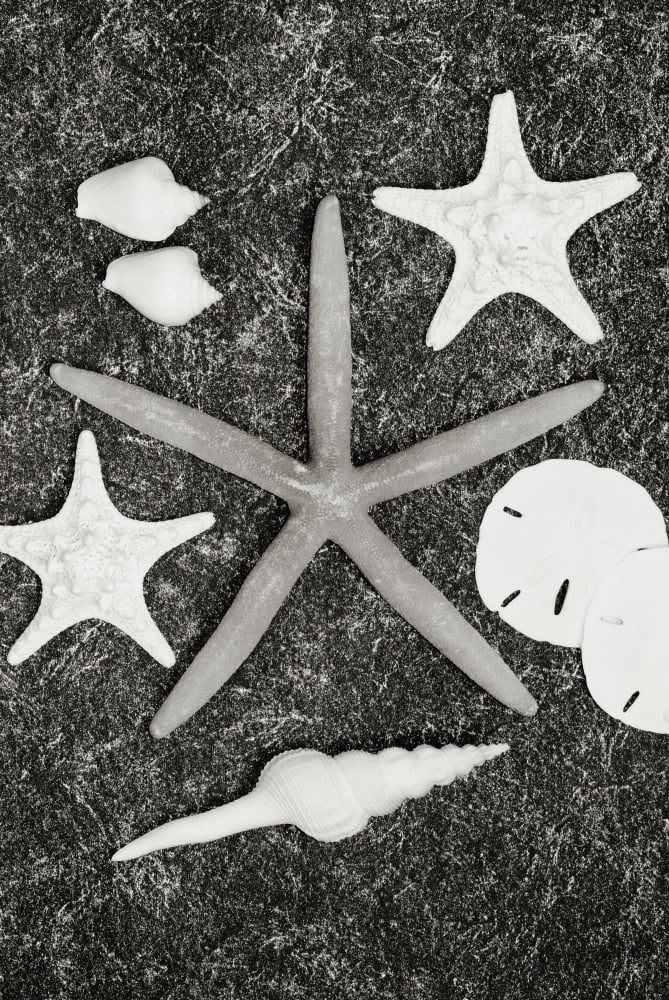 Shells And Starfish Scatterd On Textured Surface (Sepia Photograph) Canvas Art - Bill Brennan Design Pics (22 x 34)