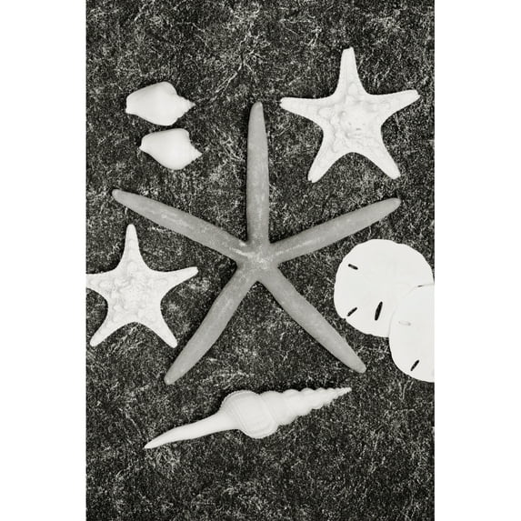 Shells And Starfish Scatterd On Textured Surface (Sepia Photograph). Poster Print (22 x 34)