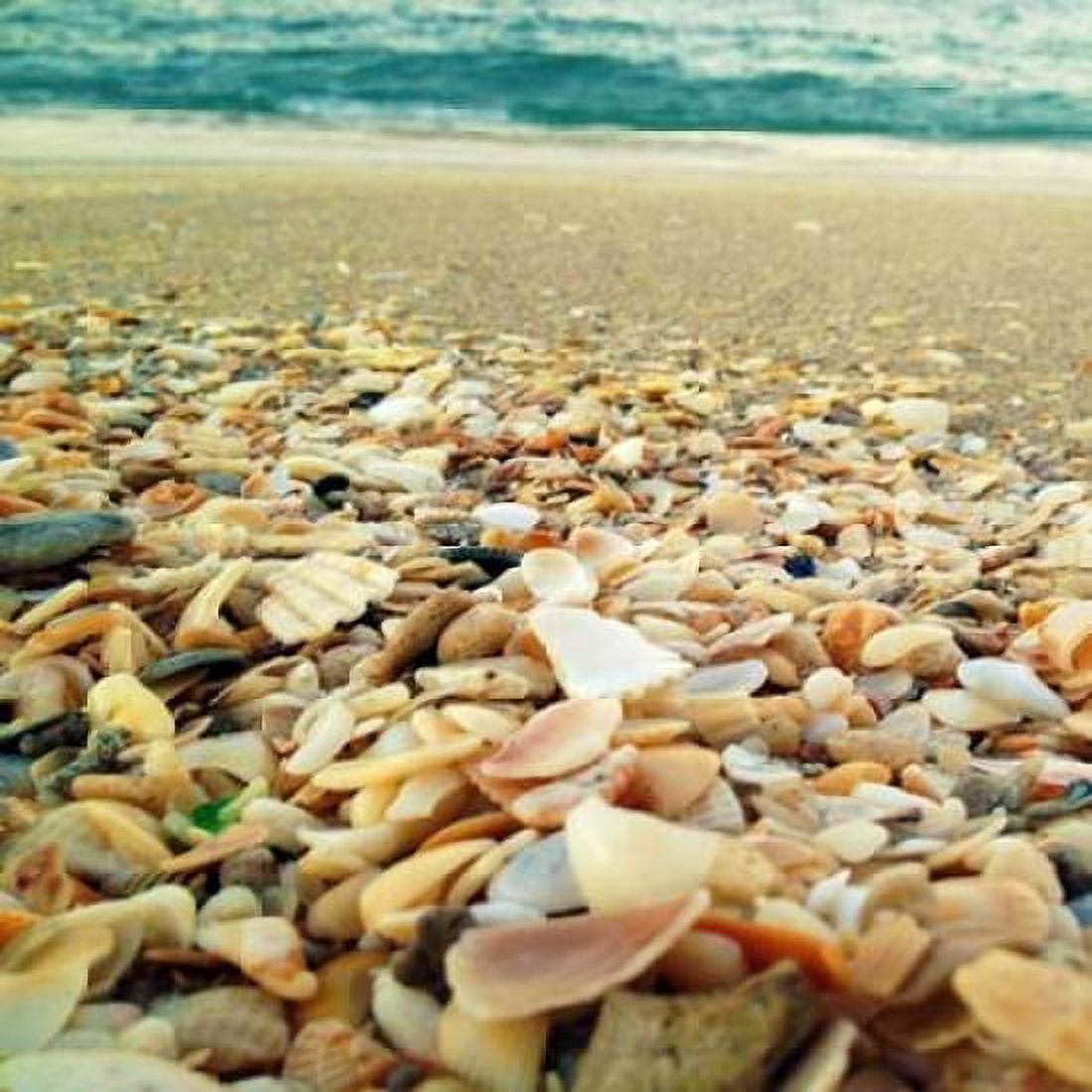 Shells Beach II Canvas Art - Lisa Hill Saghini (24 x 24)