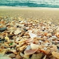 thumbnail image 1 of Shells Beach II Poster Print by Lisa Hill Saghini (12 x 12), 1 of 2
