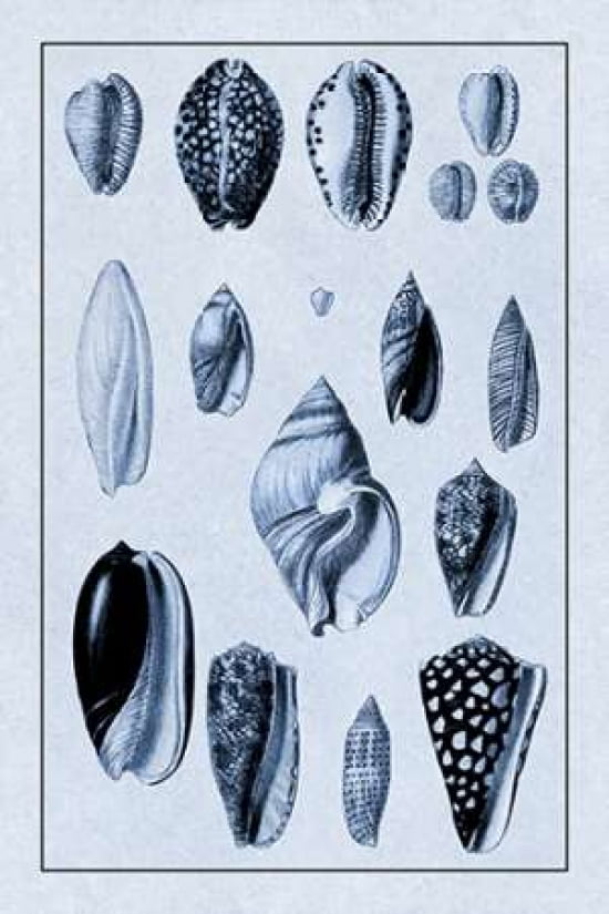 Shells Convoltae and Orthocerata (Blue) Canvas Art - GB Sowerby (12 x 18)
