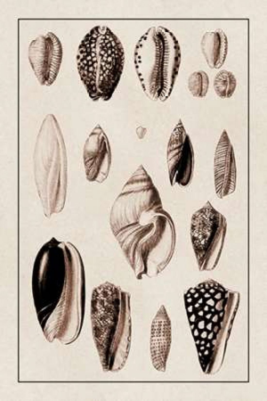 Shells Convoltae and Orthocerata (Sepia) Canvas Art - GB Sowerby (12 x 18)