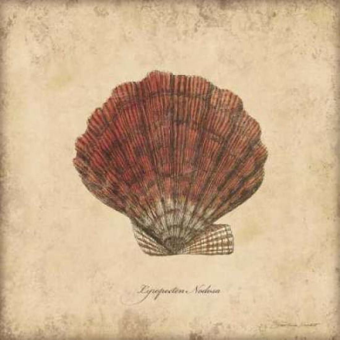 Shells II Canvas Art - Stephanie Marrott (24 x 24)