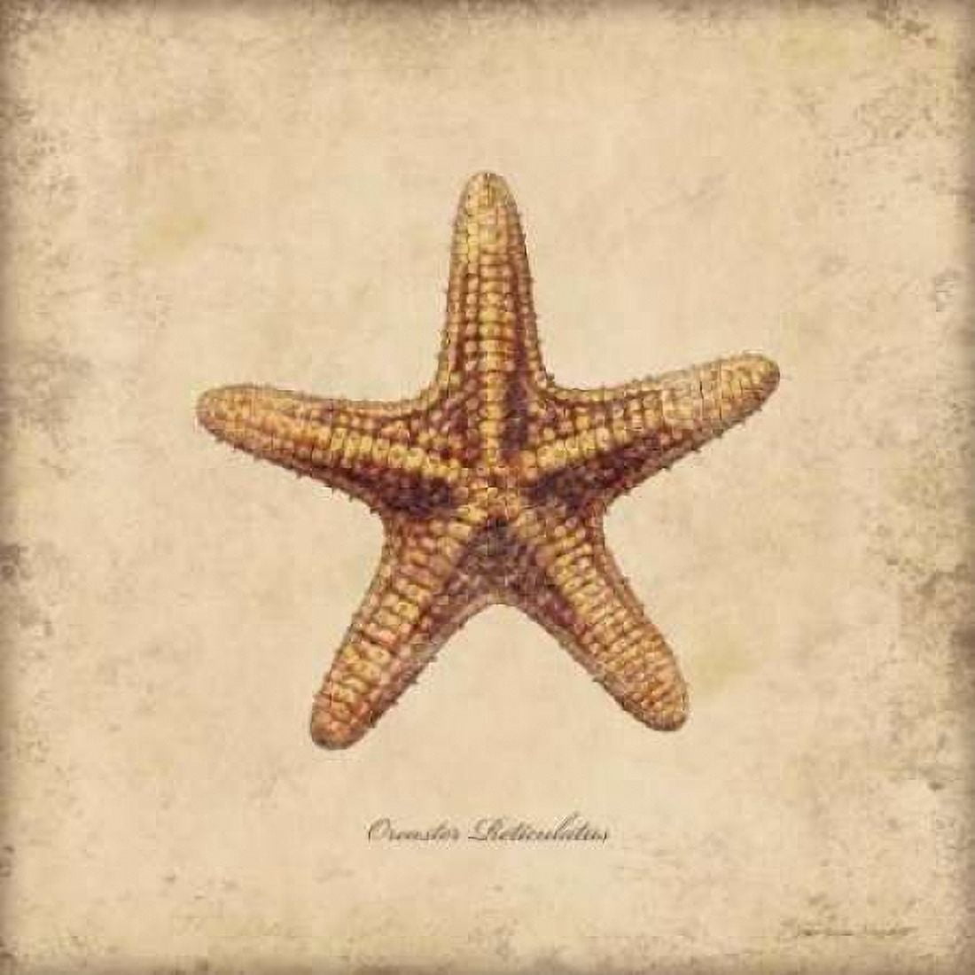 Shells III Canvas Art - Stephanie Marrott (24 x 24)