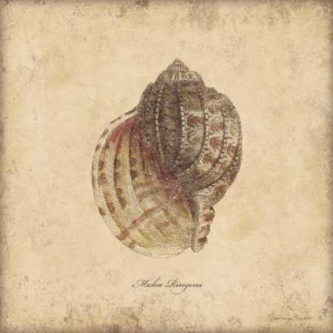 Shells IV Canvas Art - Stephanie Marrott (24 x 24)