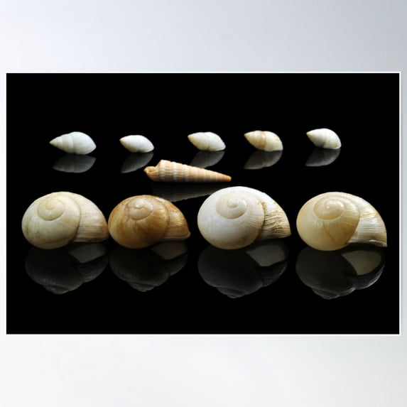 Shells On Parade Poster Wall Art, Modern Wall Decor For Living Room Bedroom, 24x36 UNFRAMED