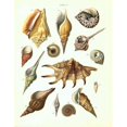 thumbnail image 1 of Shells, Plate 7 Poster Print by Samuel Brookes (22 x 28), 1 of 2