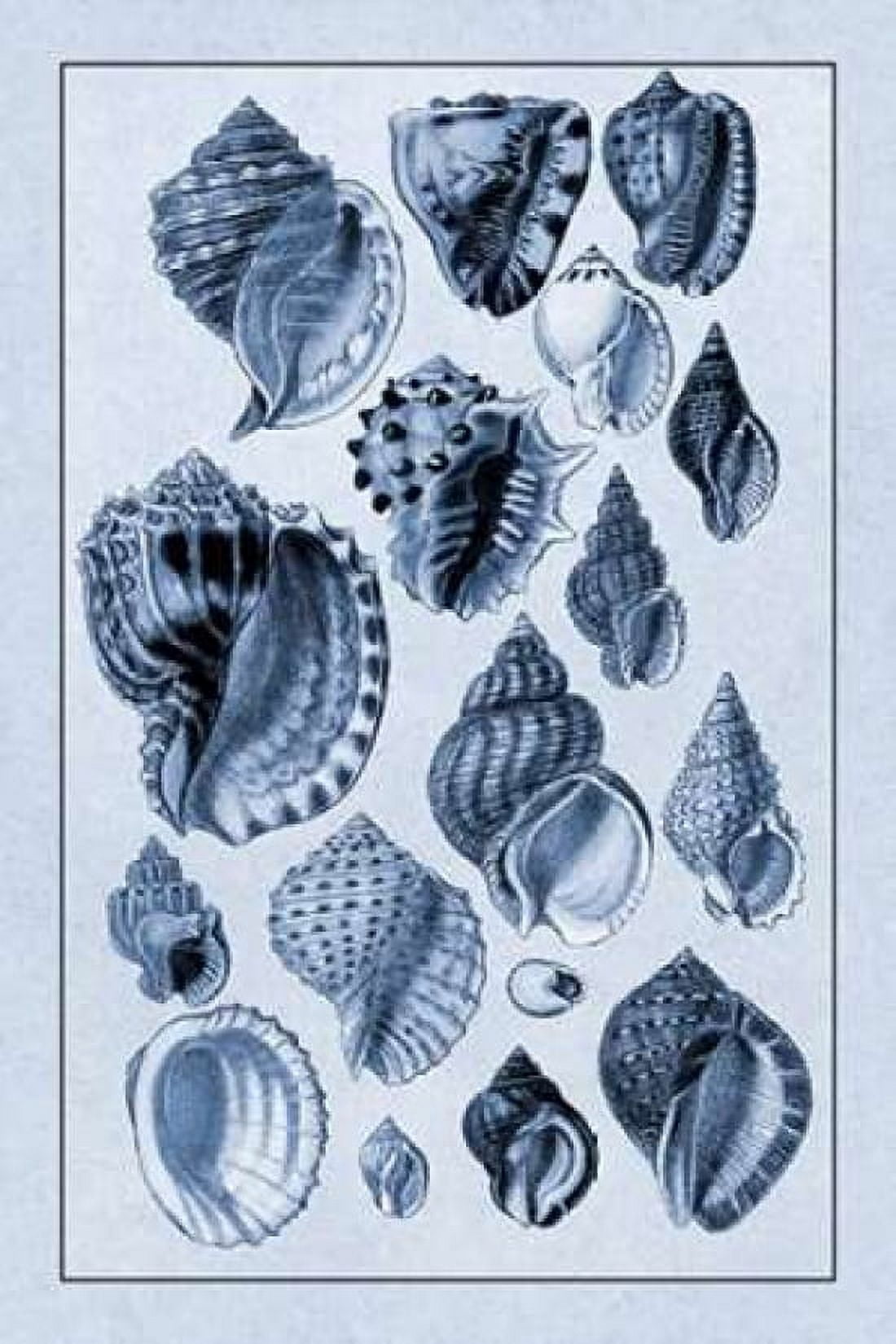Shells Purpurifera (Blue) Canvas Art - GB Sowerby (12 x 18)