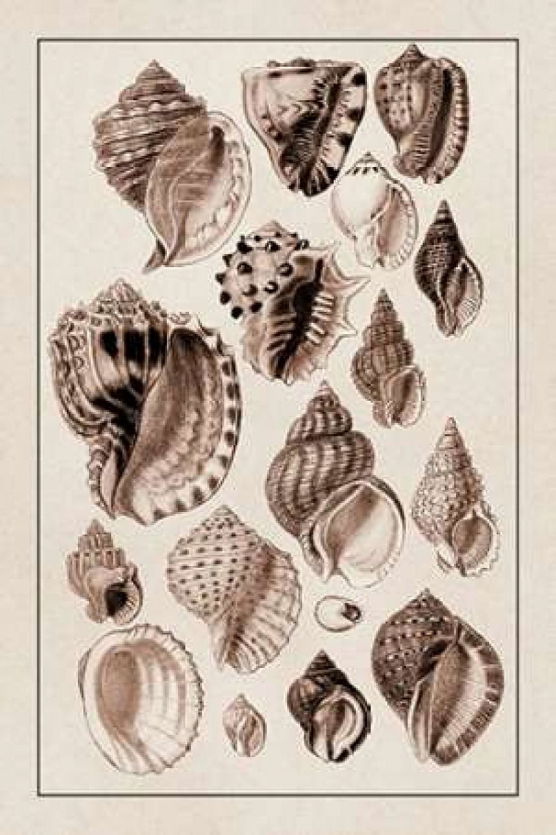 Shells Purpurifera (Sepia) Canvas Art - GB Sowerby (24 x 36)
