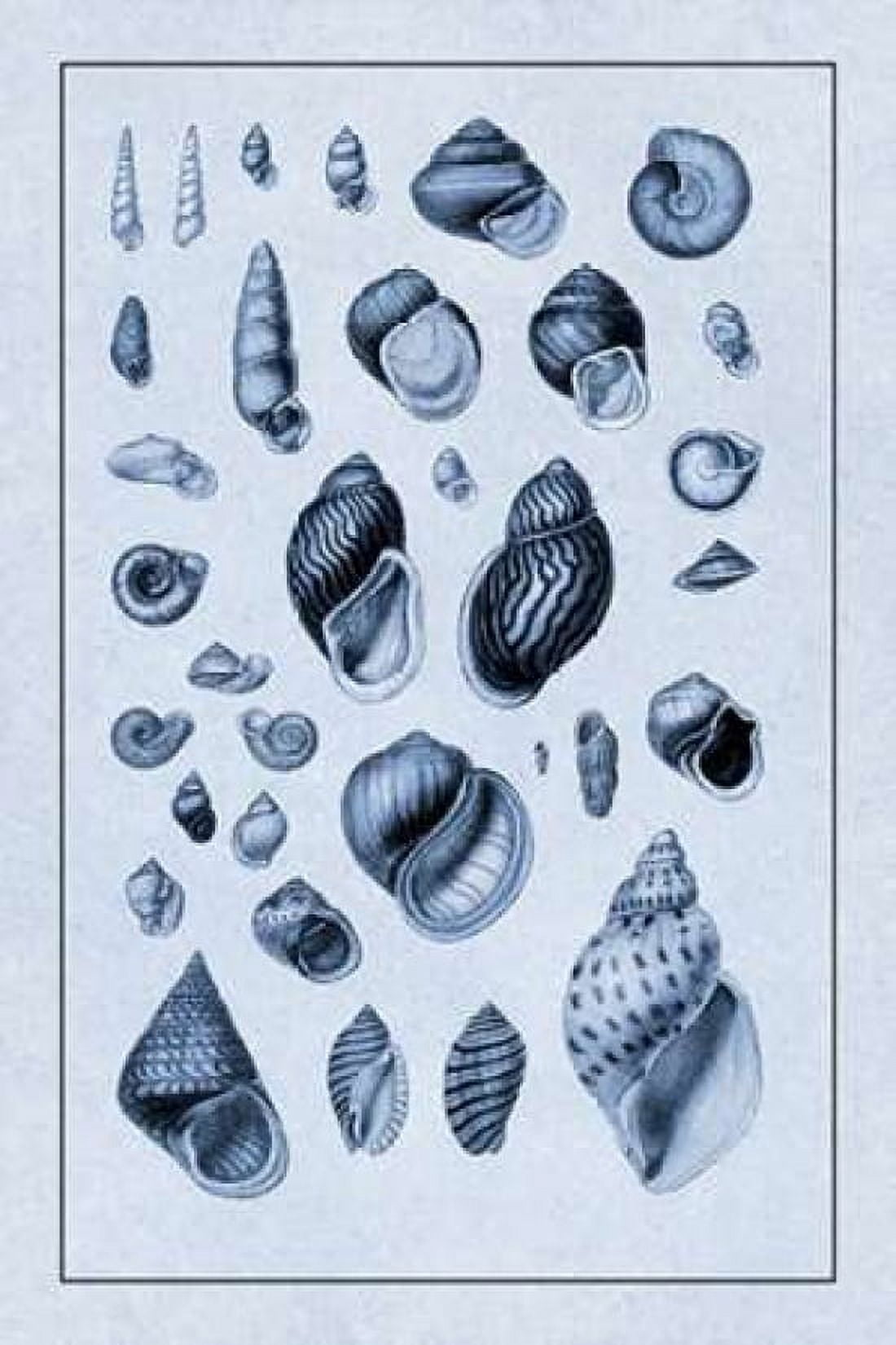 Shells Sessile Cirripedes #2 (Blue) Canvas Art - GB Sowerby (12 x 18)