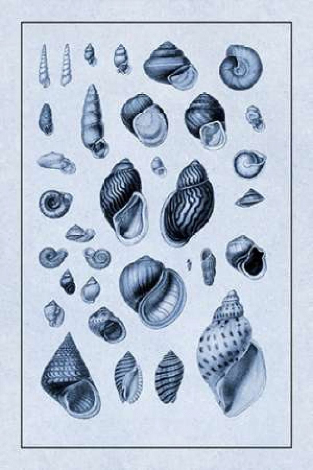 Shells Sessile Cirripedes #2 (Blue) Canvas Art - GB Sowerby (24 x 36)