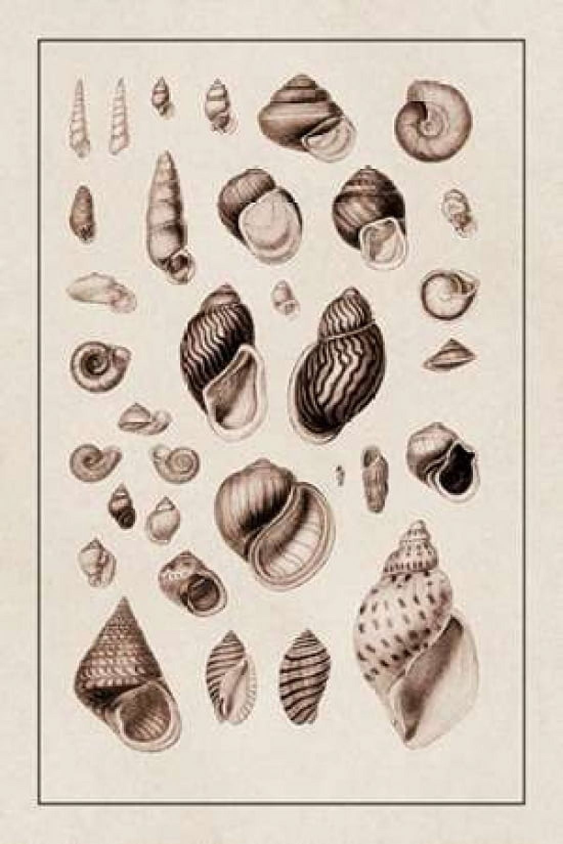 Shells Sessile Cirripedes #2 (Sepia) Canvas Art - GB Sowerby (12 x 18)