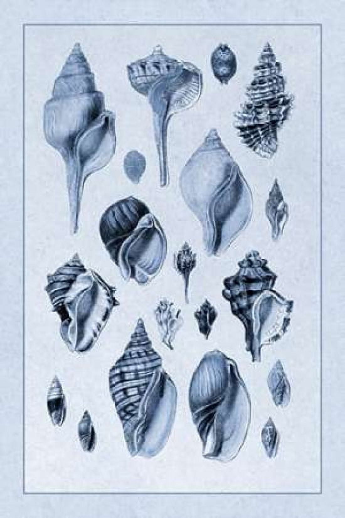 Shells Sessile Cirripedes #3 (Blue) Canvas Art - GB Sowerby (24 x 36)