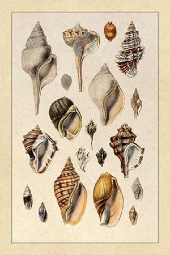Shells Sessile Cirripedes #3 Canvas Art - GB Sowerby (12 x 18)