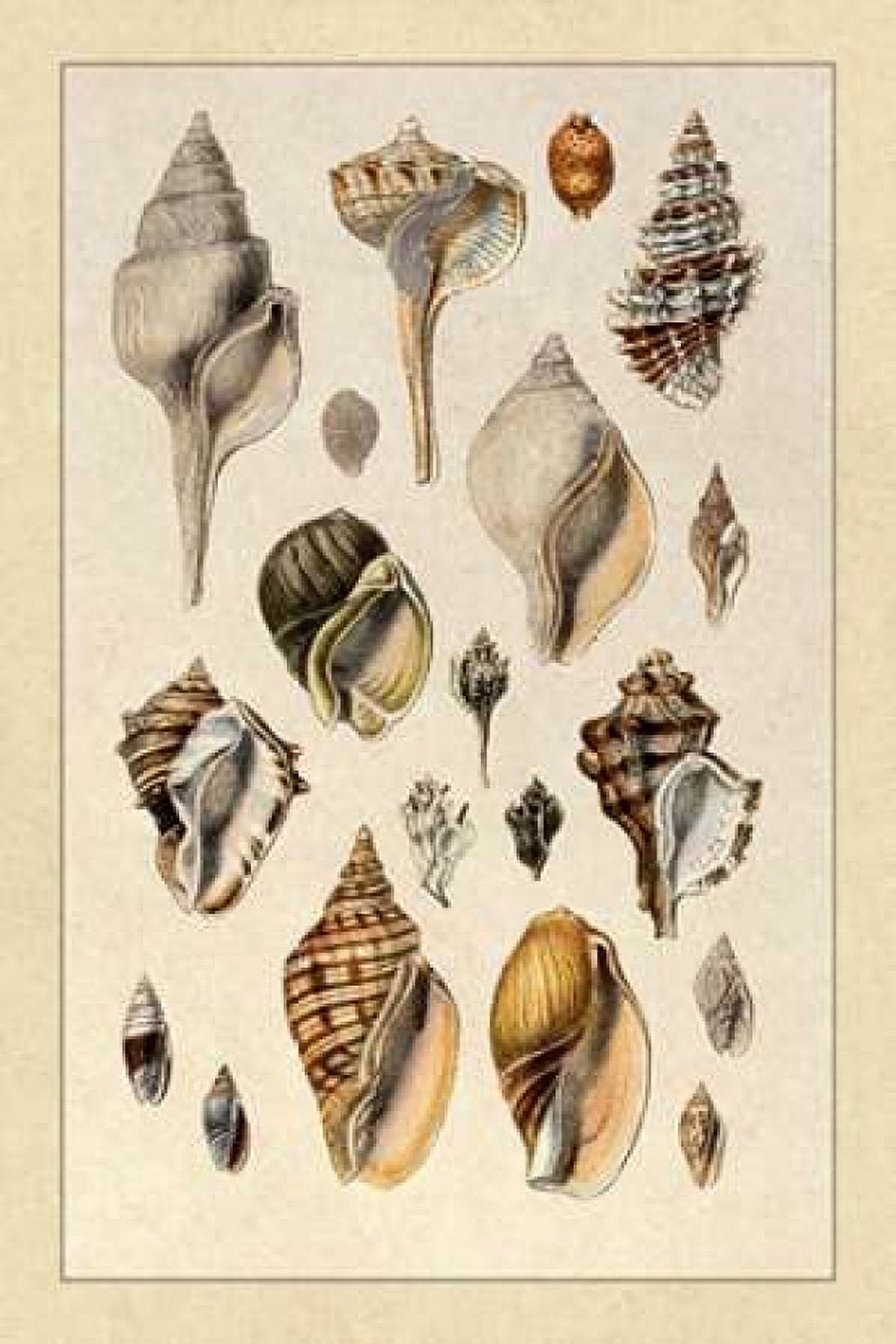 Shells Sessile Cirripedes #3 Canvas Art - GB Sowerby (24 x 36)