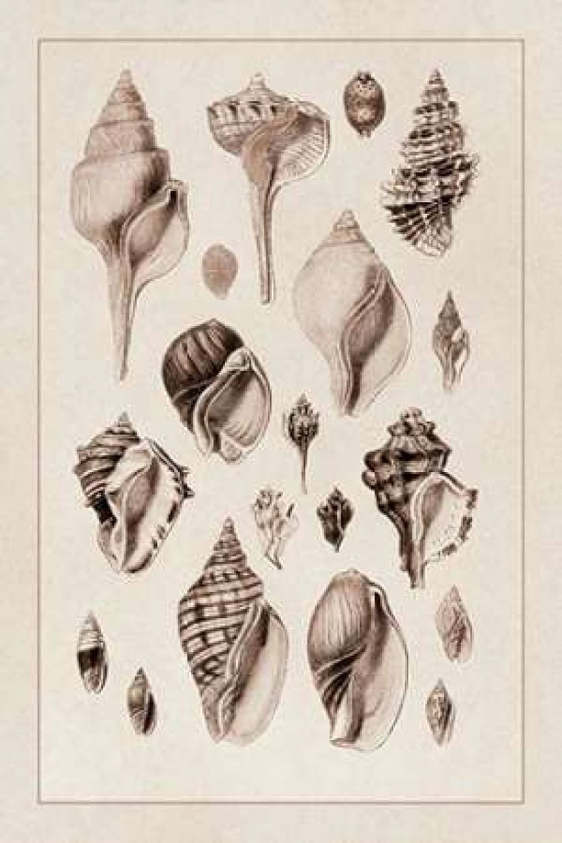 Shells Sessile Cirripedes #3 (Sepia) Canvas Art - GB Sowerby (12 x 18)