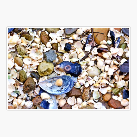 Shells Sticker