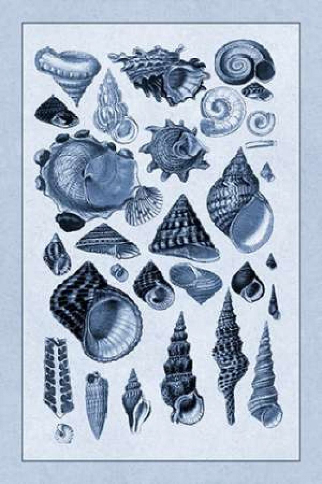 Shells Trachelipoda #3 (Blue) Canvas Art - GB Sowerby (12 x 18)