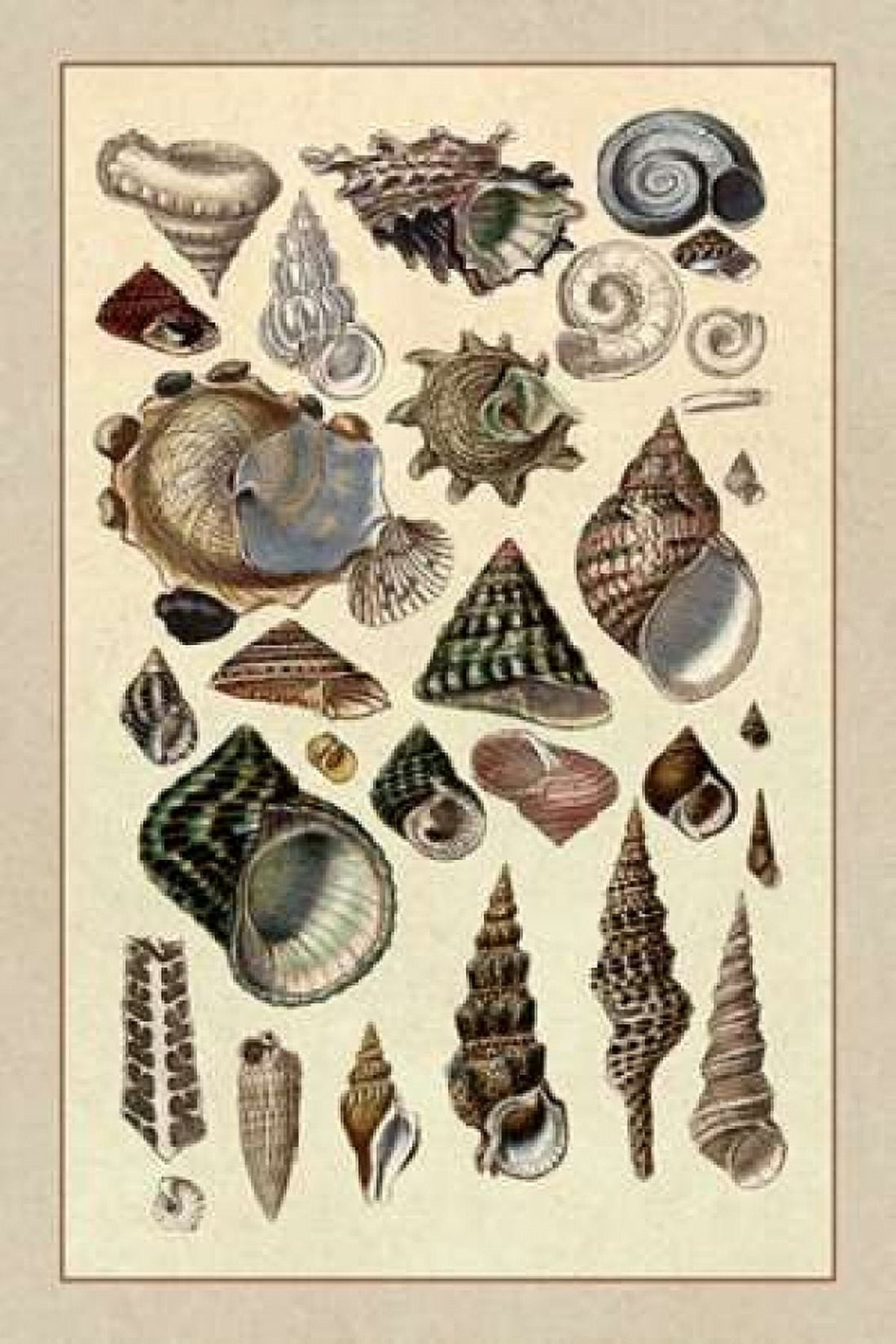 Shells Trachelipoda #3 Canvas Art - GB Sowerby (12 x 18)