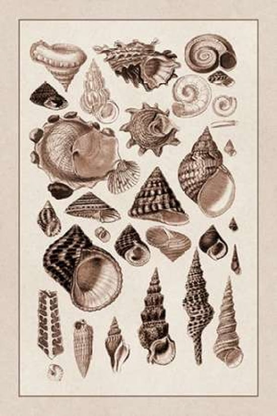 Shells Trachelipoda #3 (Sepia) Canvas Art - GB Sowerby (12 x 18)