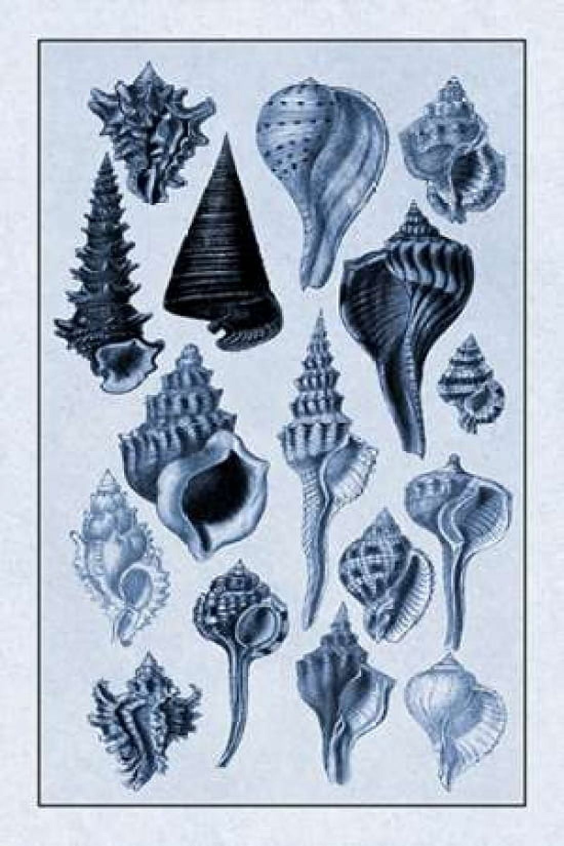 Shells Trachelipoda #4 (Blue) Canvas Art - GB Sowerby (12 x 18)