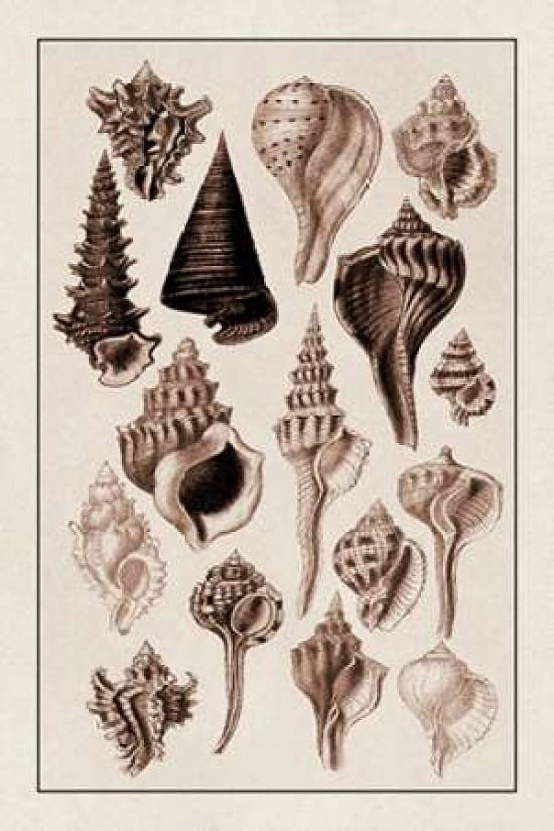 Shells Trachelipoda #4 (Sepia) Canvas Art - GB Sowerby (24 x 36)