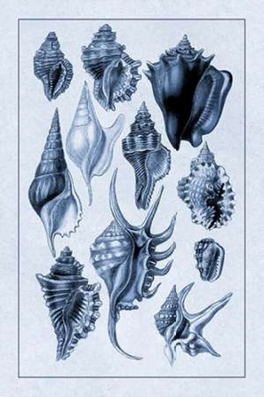 Shells Trachelipoda #5 (Blue) Canvas Art - GB Sowerby (24 x 36)