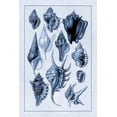thumbnail image 1 of Shells: Trachelipoda #5 (Blue) Poster Print by  G.B. Sowerby  (12 x 18), 1 of 1