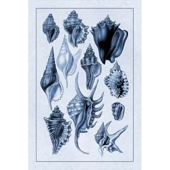 Shells: Trachelipoda #5 (Blue) Poster Print by G.B. Sowerby (12 x 18)