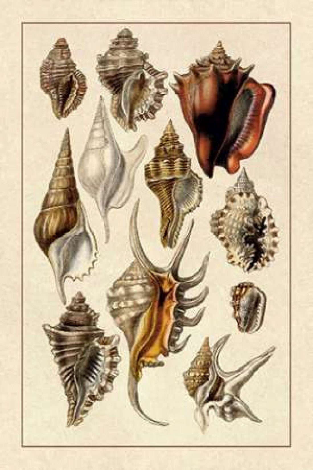 Shells Trachelipoda #5 Canvas Art - GB Sowerby (12 x 18)