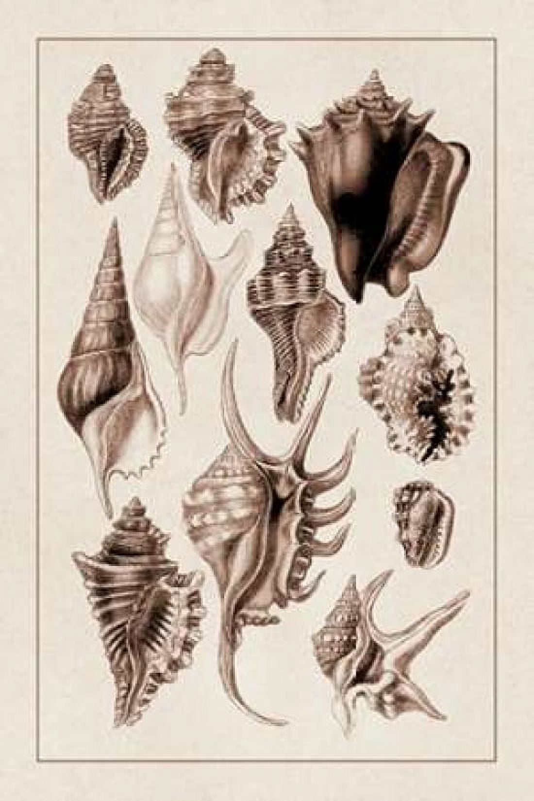 Shells Trachelipoda #5 (Sepia) Canvas Art - GB Sowerby (24 x 36)