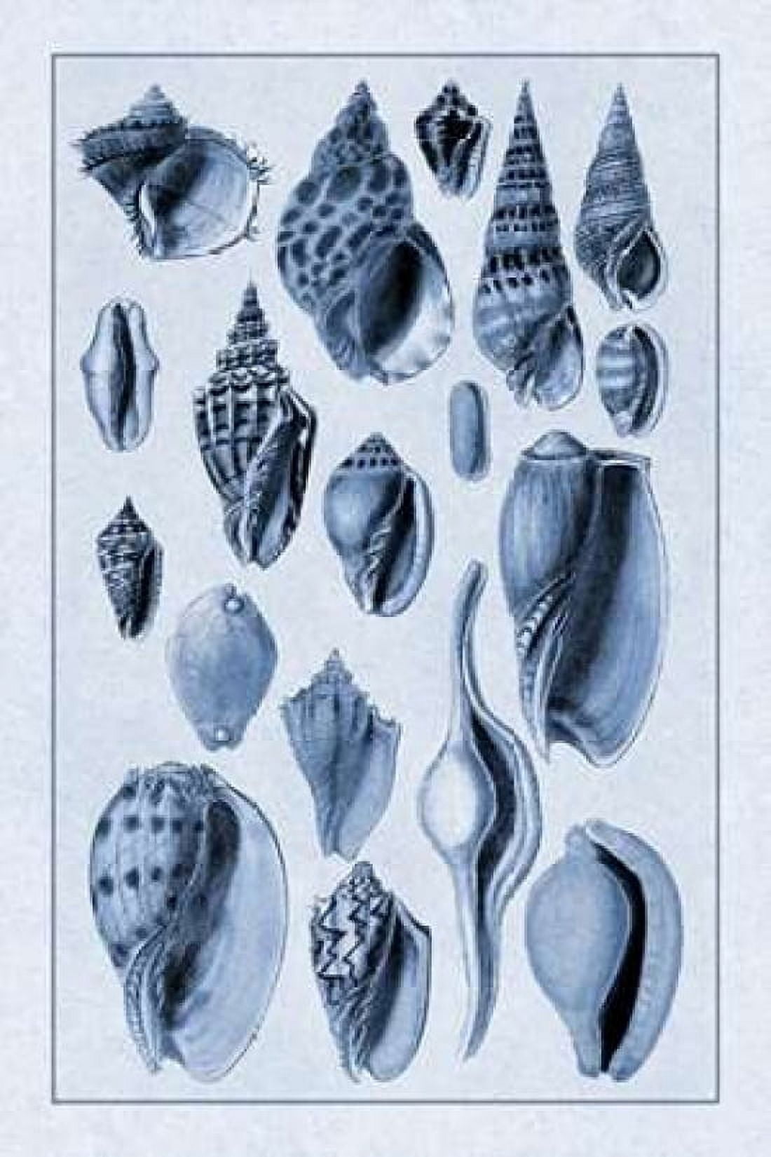 Shells Trachelipoda #6 (Blue) Canvas Art - GB Sowerby (24 x 36)