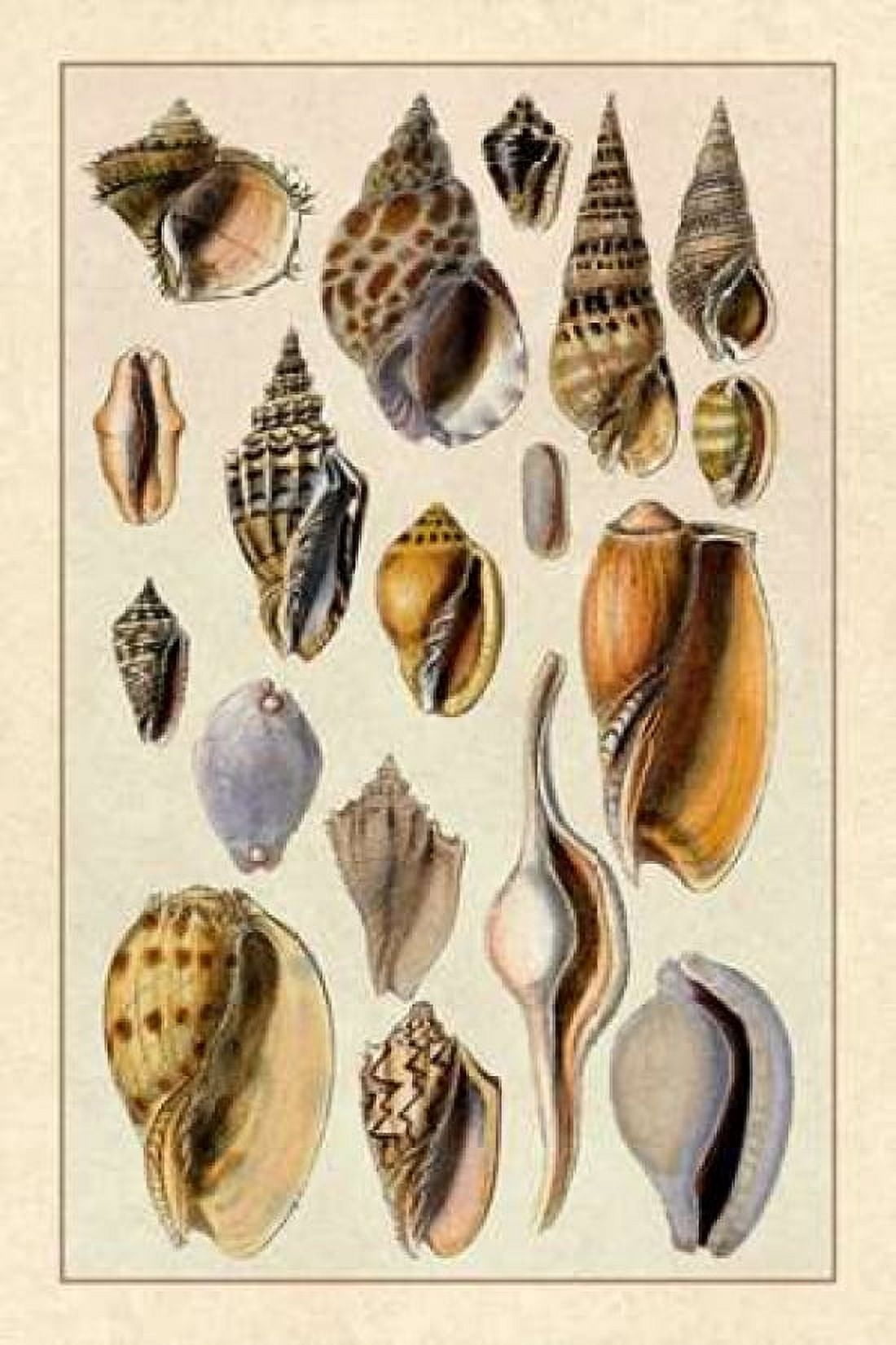 Shells Trachelipoda #6 Canvas Art - GB Sowerby (12 x 18)