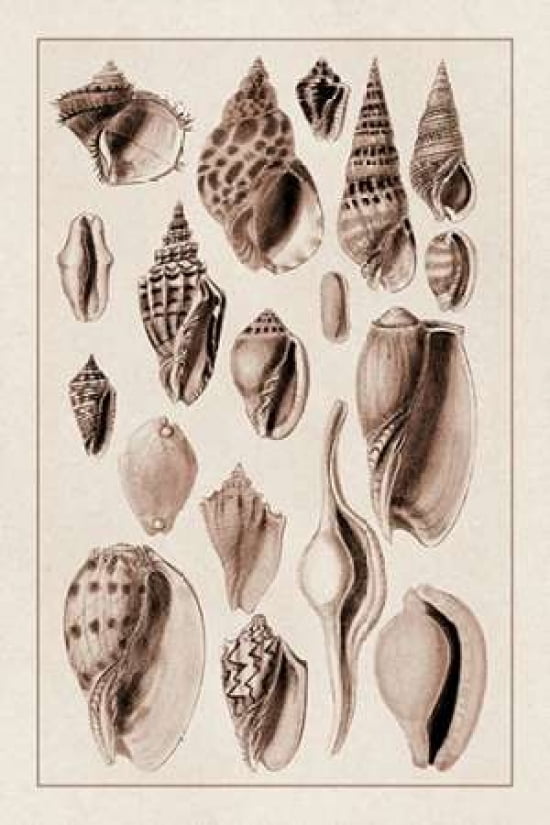 Shells Trachelipoda #6 (Sepia) Canvas Art - GB Sowerby (12 x 18)