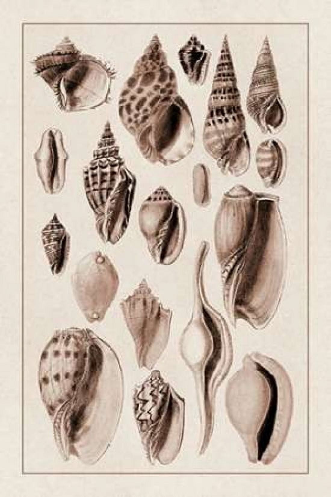 Shells Trachelipoda #6 (Sepia) Canvas Art - GB Sowerby (24 x 36)