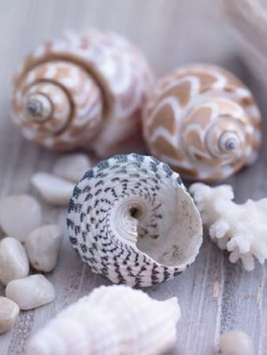 Shells and Pebbles Canvas Art - Howard Shooter (18 x 24)