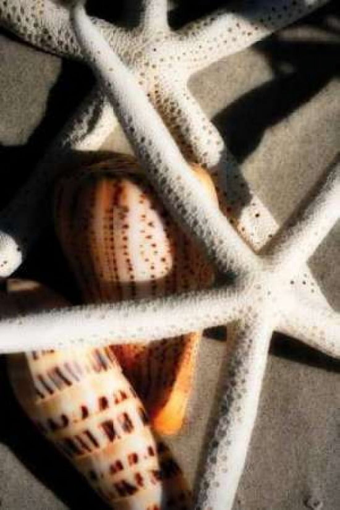 Shells by the Sea II Canvas Art - Alan Hausenflock (20 x 28)