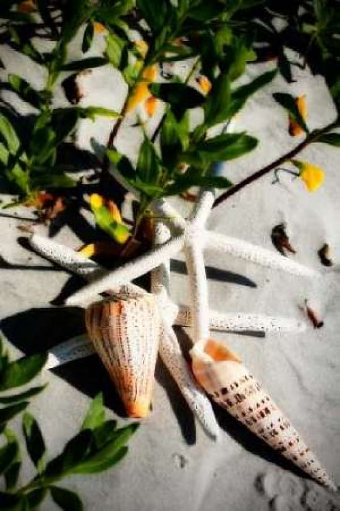 Shells by the Sea IV Canvas Art - Alan Hausenflock (20 x 28)