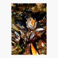 thumbnail image 1 of Shells group Sticker, 1 of 4