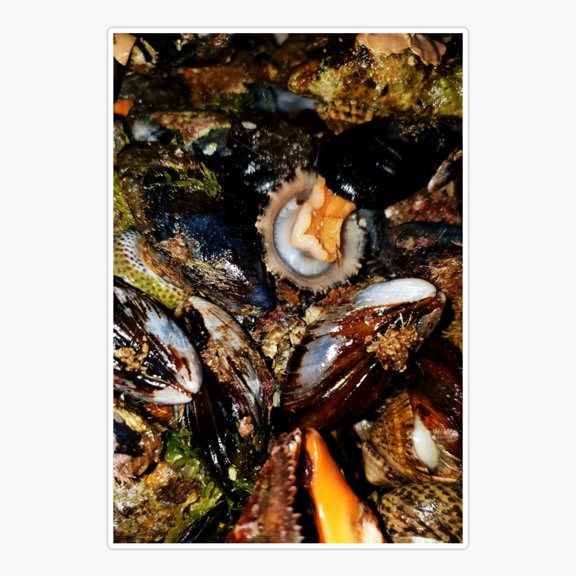 Shells group Sticker