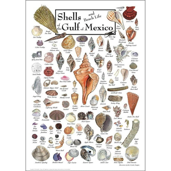 Shells of the Gulf of Mexico Puzzle