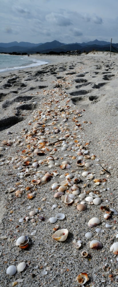 Shells on the beach La Cinta Beach San Teodoro Province of Olbia-Tempio Sardinia Italy Canvas Art - Panoramic Images (36 x 12)