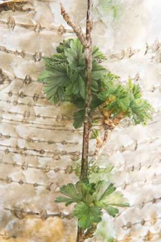 Sheltered Canvas Art - Roberta Murray (24 x 36)