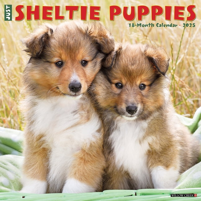 Sheltie Puppies 2025 Wall Calendar
