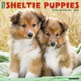 thumbnail image 1 of Sheltie Puppies 2025 Wall Calendar, 1 of 5