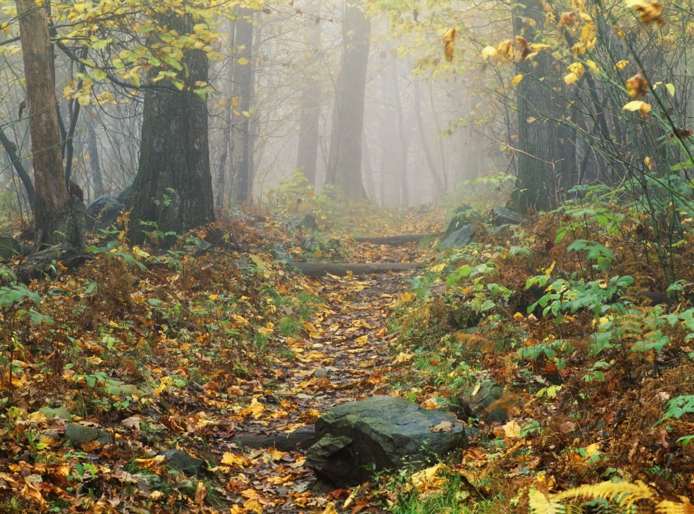 Shenandoah National Park In Virginia Canvas Art - Bilderbuch Design Pics (17 x 13)