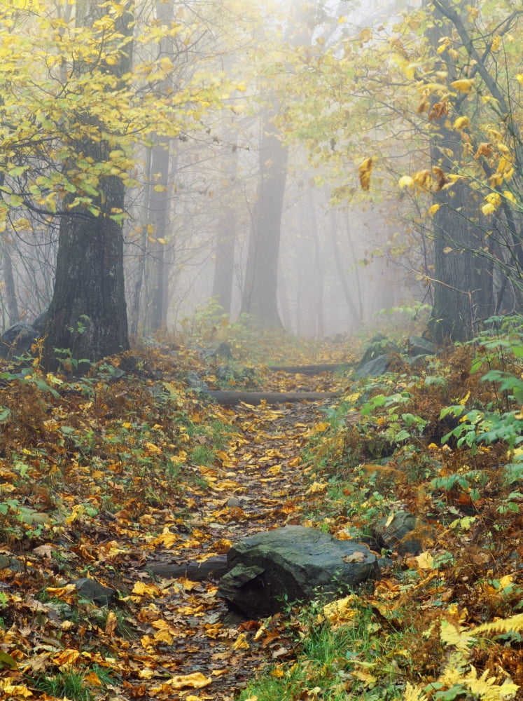 Shenandoah National Park In Virginia Usa Canvas Art - Bilderbuch Design Pics (26 x 34)