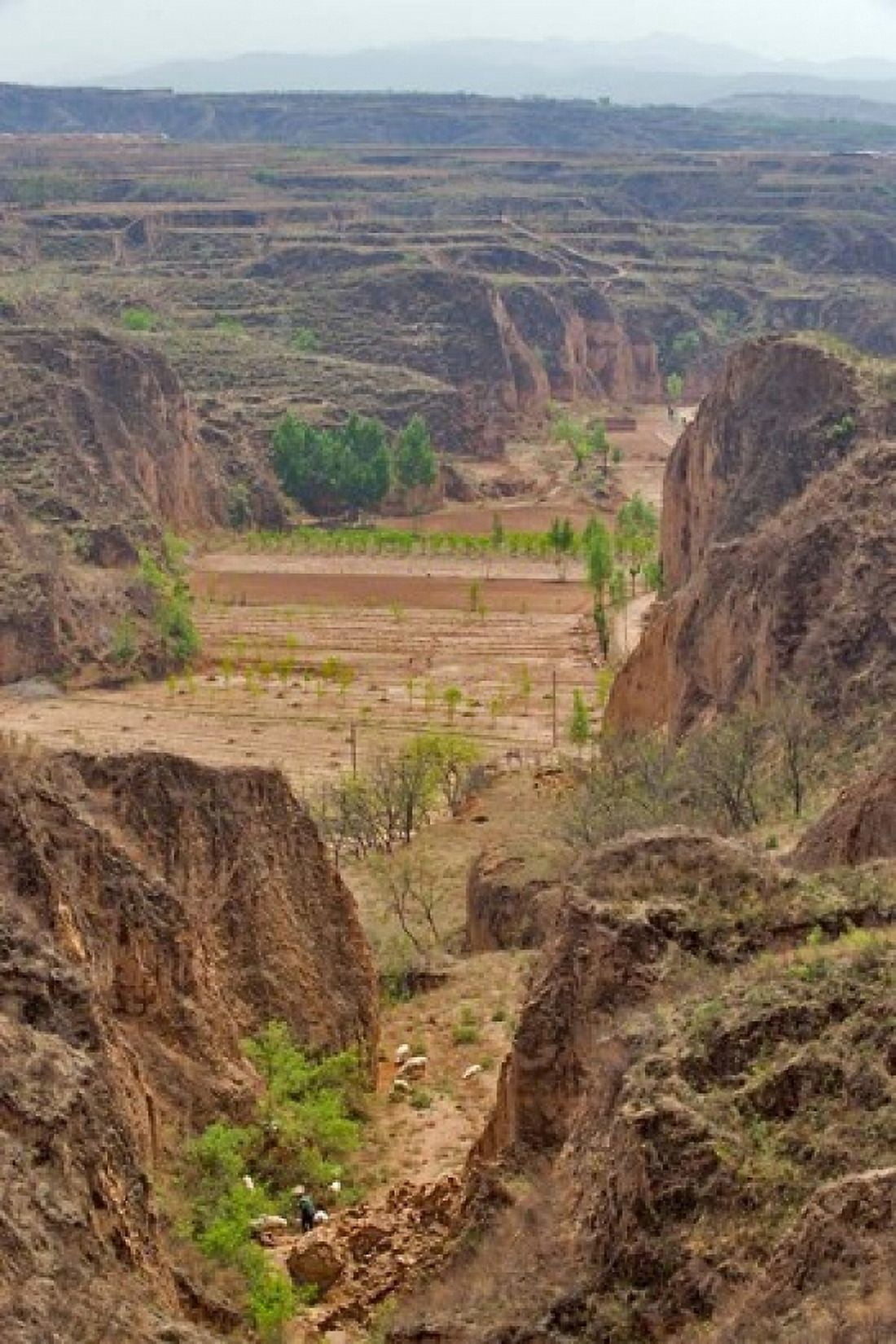 Shepard Yellow Valley cliff Taigu Shanxi China Canvas Art - Janis Miglavs DanitaDelimont (23 x 35)