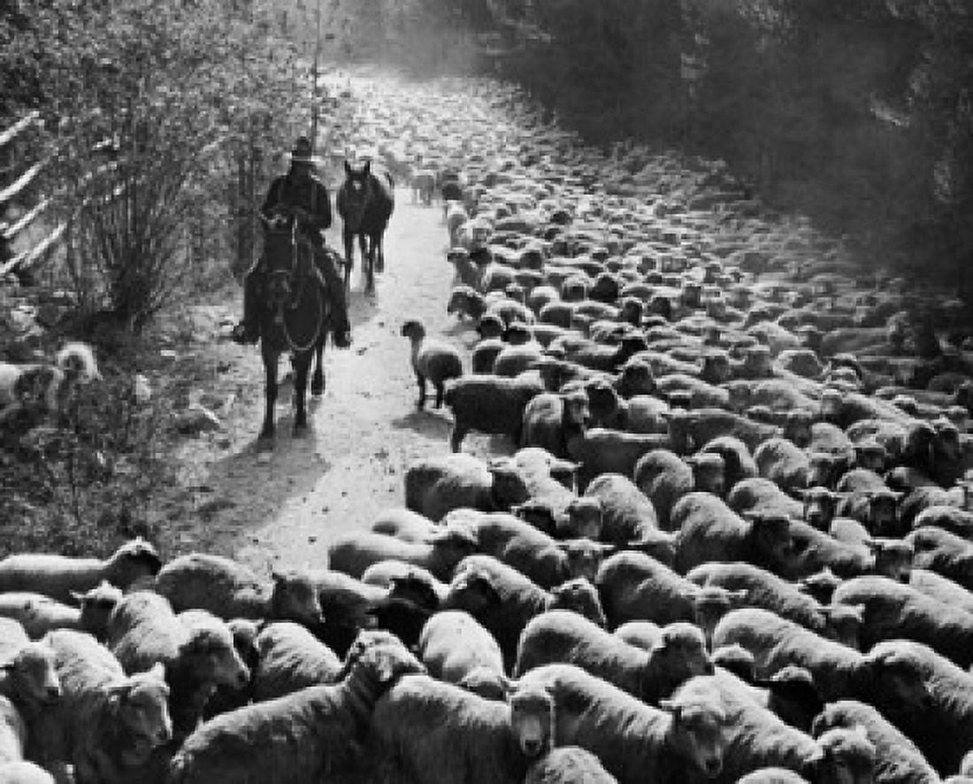 Shepherd herding a flock of sheep Montana USA Canvas Art - (18 x 24)