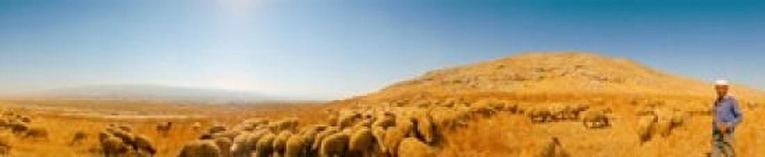 Shepherd standing with flock of sheep Jerusalem Israel Canvas Art - Panoramic Images (24 x 5)